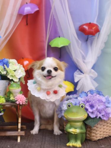 20230608くうくん